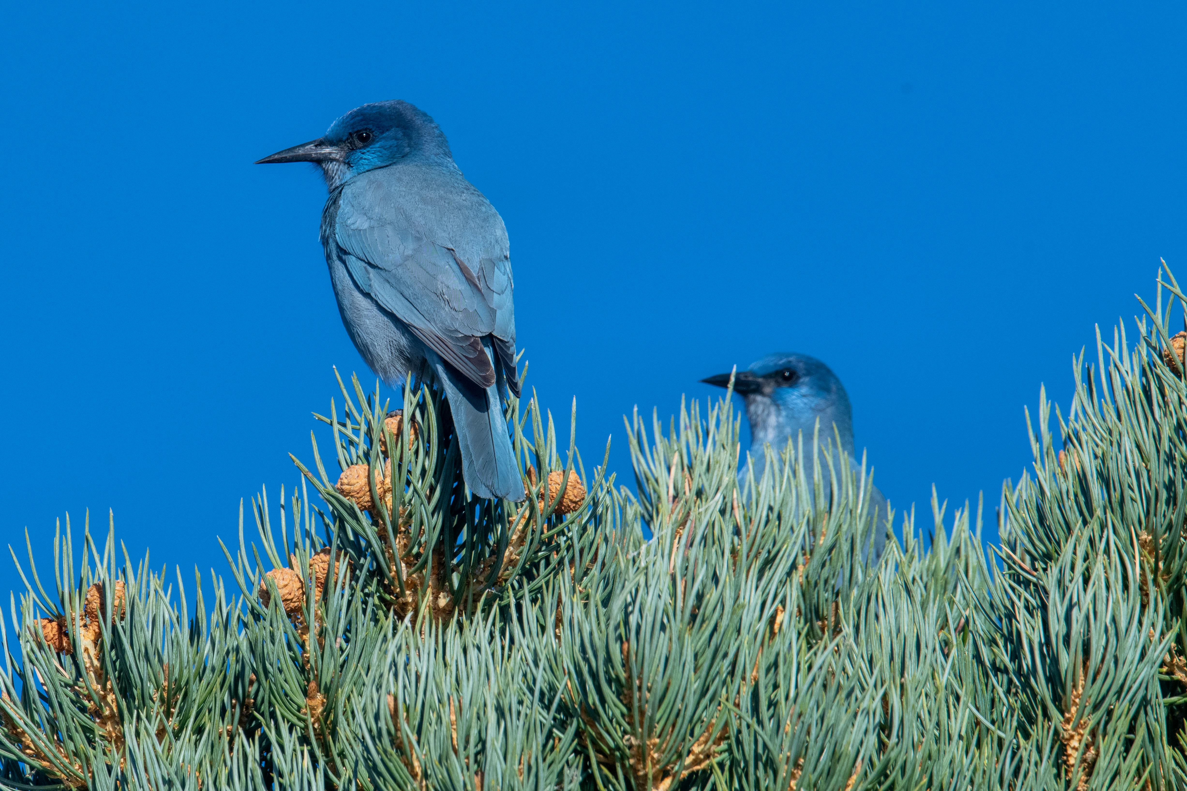 2023.11.19 - Pinyon Jays in tree - Topaz Lake, Nevada -  by JC Bleam.jpg